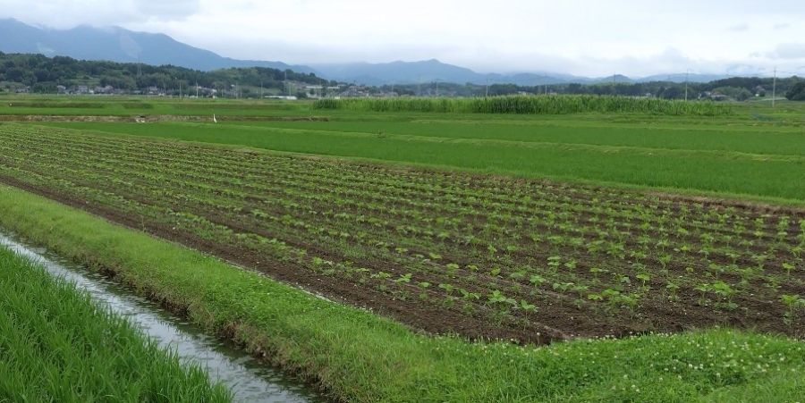 大豆畑(勝央町田井地区)