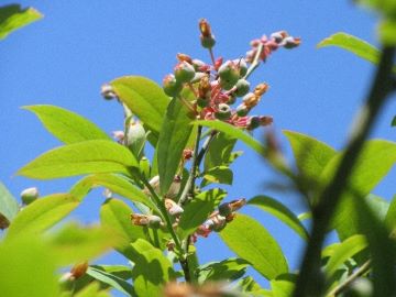 空に向かって伸びるブルーベリー