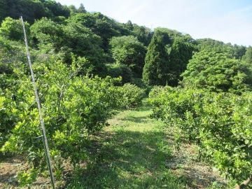 みかん園の様子