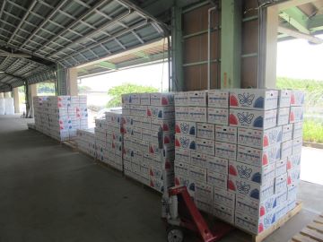 出荷前のメロン