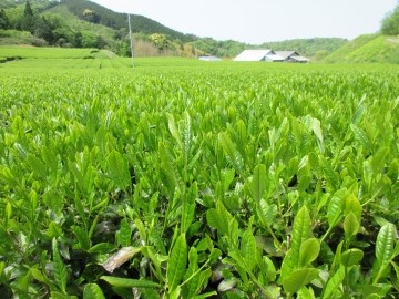 茶の新芽