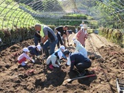 地域の方と芋堀をする様子