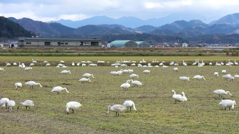 コハクチョウの落穂拾い