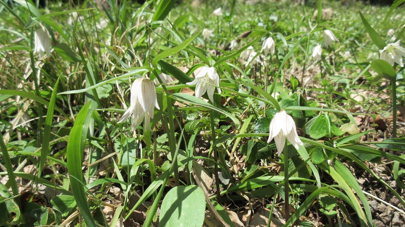 イズモコバイモの写真
