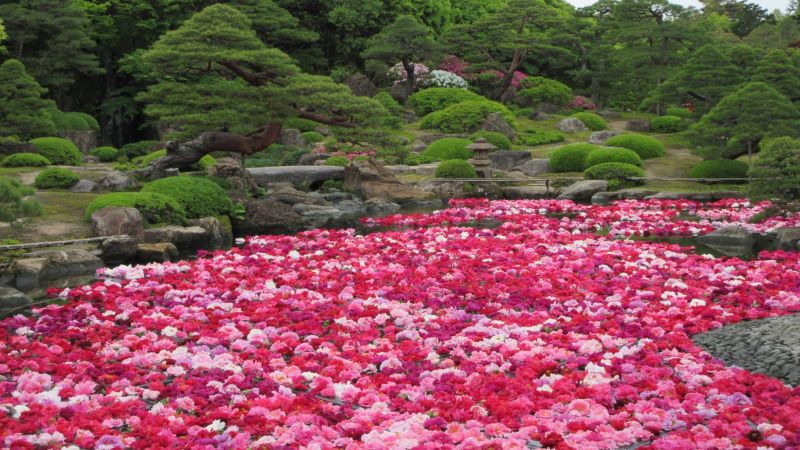 池一面に浮かぶボタンの花