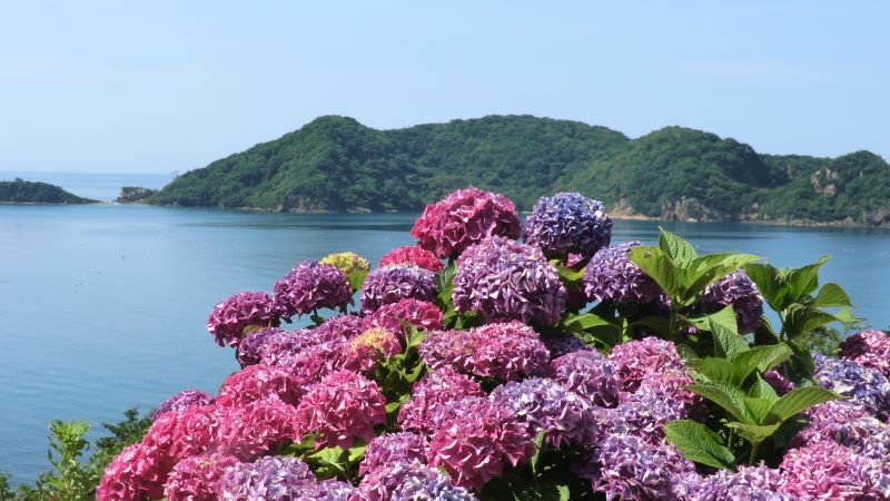 アジサイと日本海