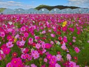 園芸施設を背景に咲くコスモス