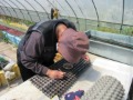 種の植え付け作業の様子