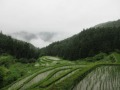 樫原の棚田