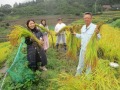 収穫した稲を手に記念撮影