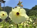炎天下に咲くトロロアオイの花