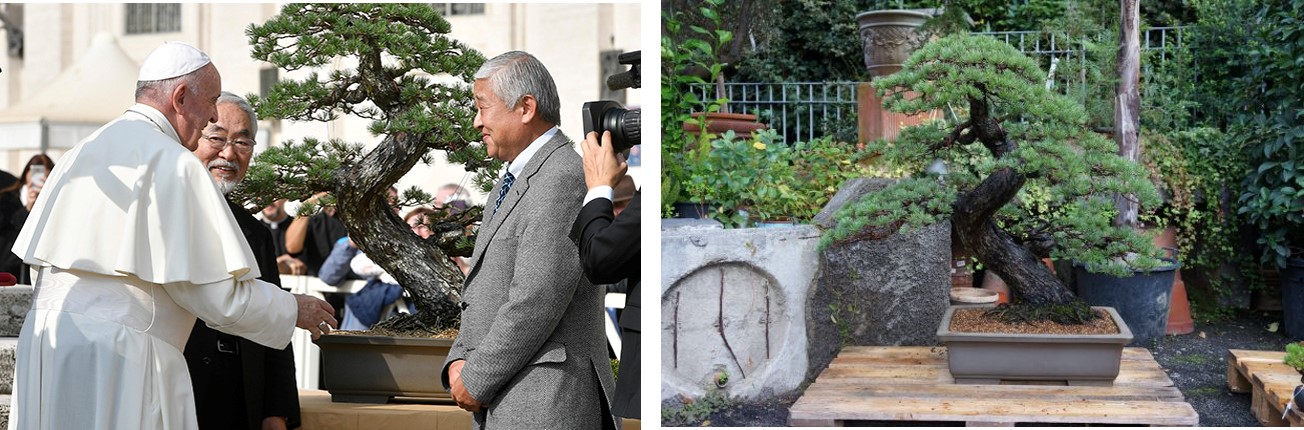ローマ教皇に寄贈した赤石五葉松
