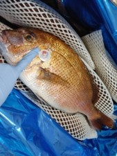 フルーツキャップに梱包された鯛