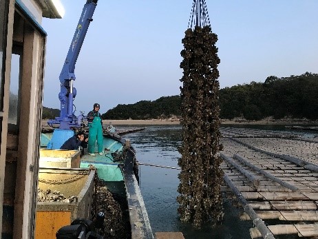 03-水揚げされるかき