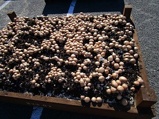 ブラウンマッシュルーム