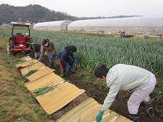 白ネギの収穫