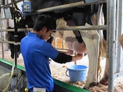 搾乳を体験する学生