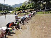 一列に並んで田植えを行なう様子
