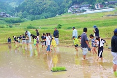 田植え1