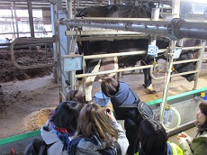 パーラーに入っている乳牛と搾乳の様子