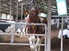 大学生と一緒に、真面目に説明に聞き入っていた牛