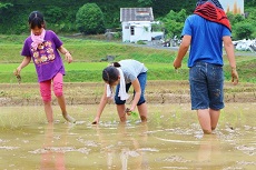 田植え2