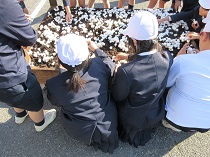 ホワイトマッシュルームの収穫