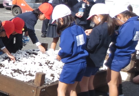 ただいま収穫中