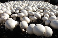 岡山県はマッシュルームの生産量全国第2位