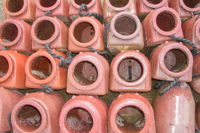 Tako-meshi (Octopus Rice)