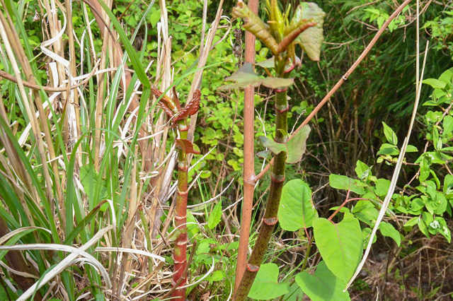 Itadori no Nimono (Simmered Japanese knotweed)