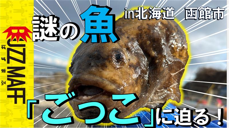 函館の珍魚、ごっこって知ってる?(動画へ)