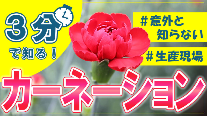 3分で知る!カーネーションの生産現場