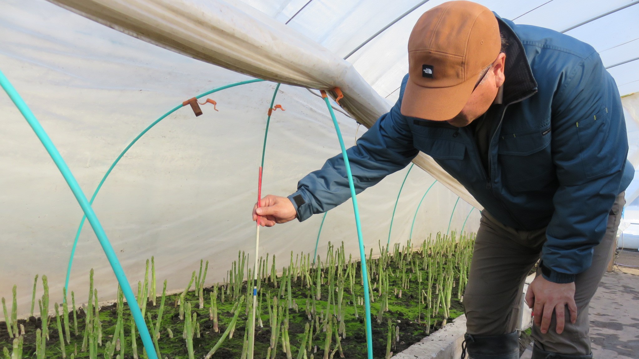 アスパラガスの長さを測定中
