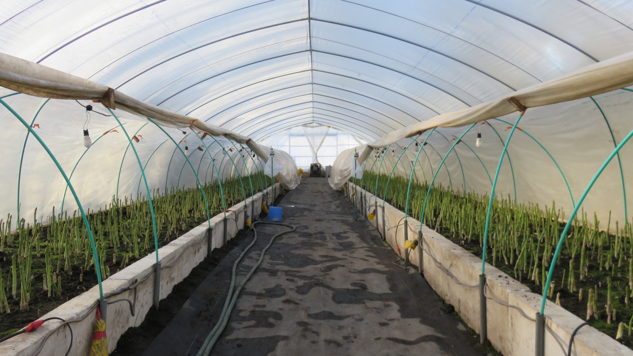 伏せ込み栽培を行うビニールハウスの様子