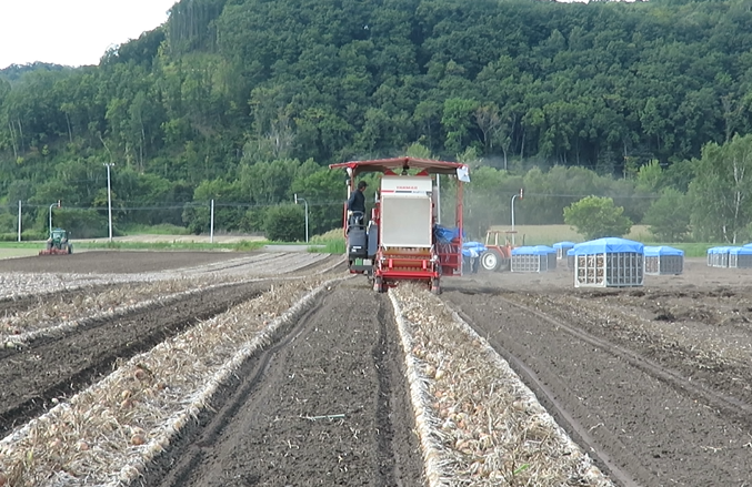 たまねぎの収穫
