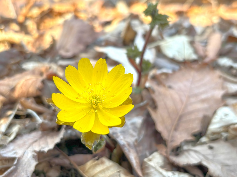 キタミフクジュソウ