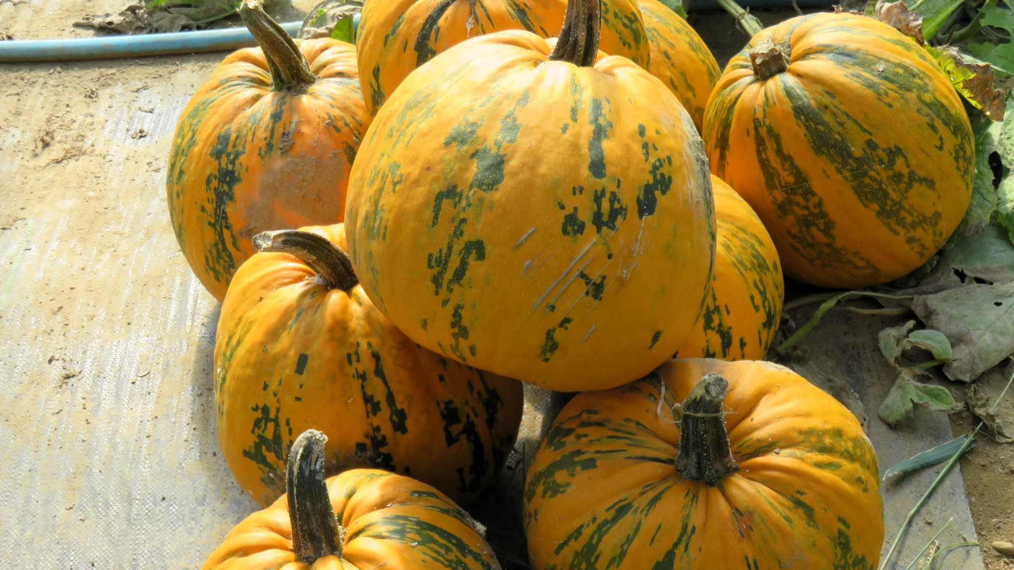 ハロウィン用のかぼちゃ