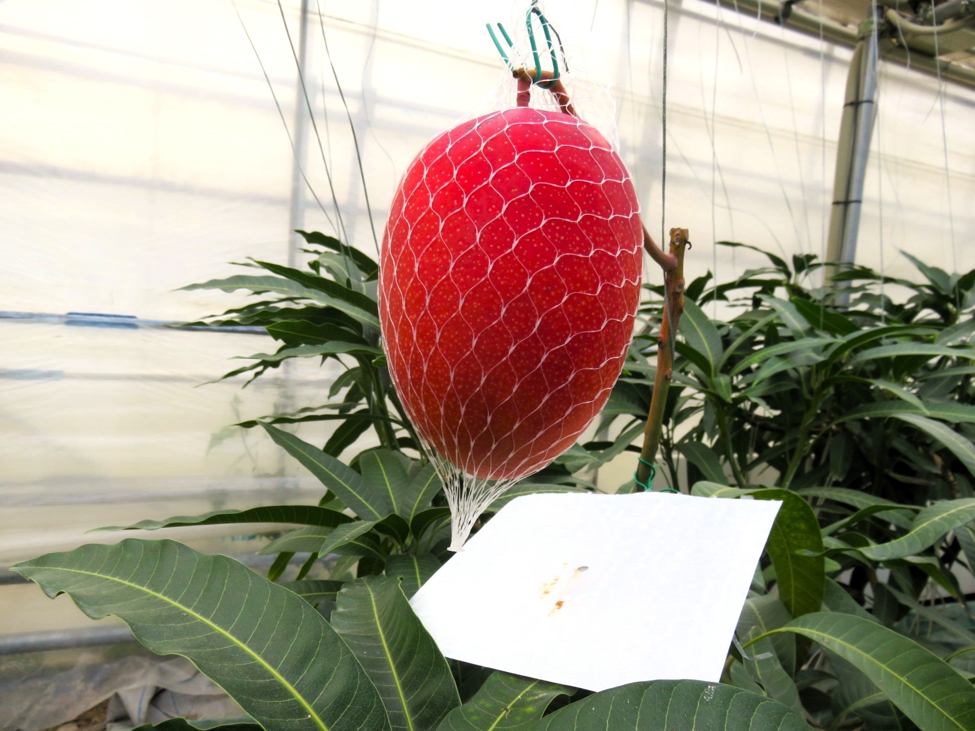 &ldquo;しかおい&rdquo;のマンゴー