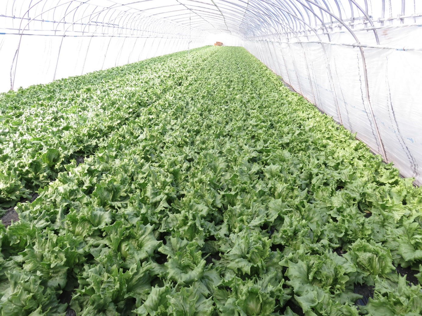 春の息吹を感じて、むかわ町の&ldquo;春レタス&rdquo;が収穫期を迎えました