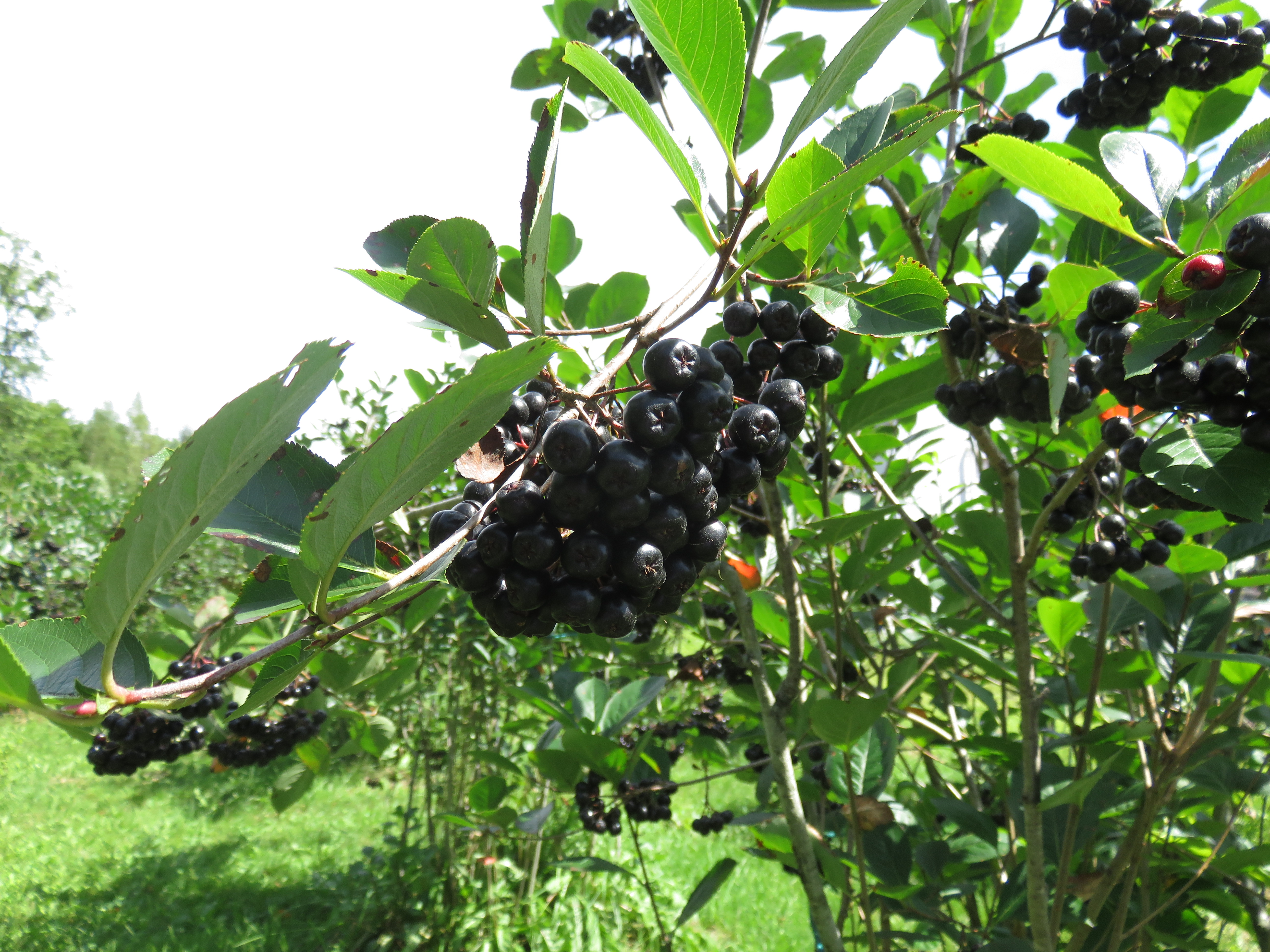 アロニアが収穫期を迎えました。