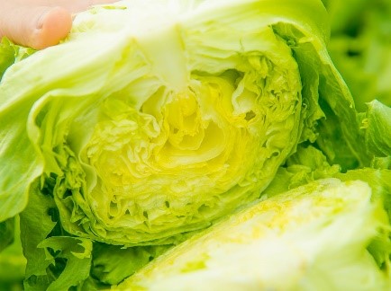 みずみずしい春レタス