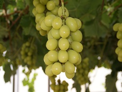 たわわに実るシャインマスカット