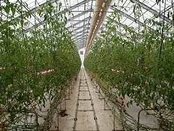 環境制御されている鉄骨ハウス内