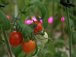 ピンク色に光って見えるのがLED補光