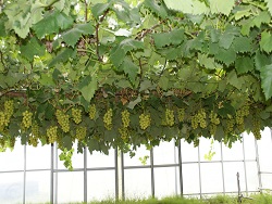 ひとつひとつ丁寧に育てています。