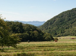 収穫が終わった棚田