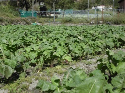 杉箸アカカンバほ場の様子