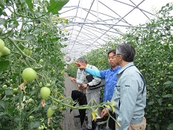 ミディトマト生産者から説明を受ける藤岡地方参事官(手前)