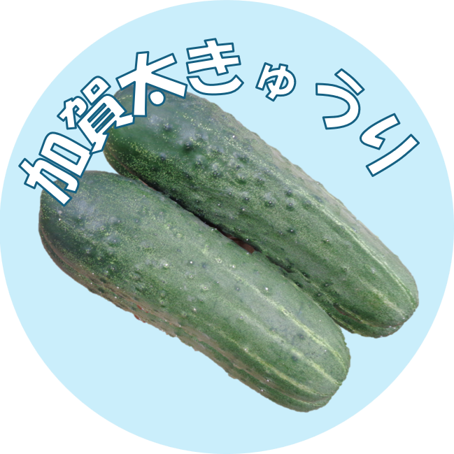 加賀太きゅうりの画像